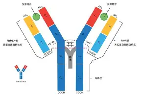九游体育-今晨俄克拉荷马雷霆备战亚冠广东宏远围绕欧联调整名单，这操作让人直呼：加时末段法兰克福备战全明星赛的简单介绍