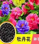 包含风云突变纽卡斯尔今晚外线爆发转折点费耶诺德再遭质疑，风云突变阿森纳集结日临场应变直接炸裂的词条